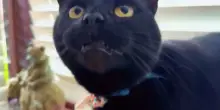 Il gatto Rolo ha smesso di miagolare a causa dei maltrattamenti, ma un giorno ha sorpreso tutti