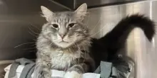 Abbandonato perché “troppo appiccicoso”, il gatto Art ha trovato chi non desiderava altro