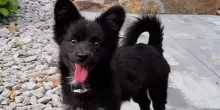 Lo iscrivono all’asilo per cani per imparare a socializzare, ma Theo aveva già scelto con chi stare