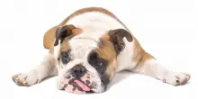 Le malattie genetiche più comuni nelle diverse razze di cane