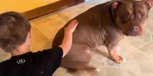 Il prezioso momento in cui un bambino autistico accarezza il suo cane per la prima volta in 4 anni