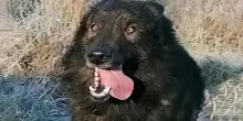 Keeran, il cane ucciso per errore da un cacciatore: maxi risarcimento e una sentenza che fa storia