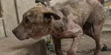 Non aveva neppure un nome, ma il cane Taya ha iniziato una nuova vita grazie a un gesto d’amore
