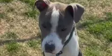 Karamja, il cane “infestato dal dolore”: la storia vera dietro lo sguardo che chiede solo amore