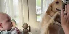 Il papà cerca di insegnare al figlio il “dammi cinque”, ma il cane Golden Retriever ruba la scena