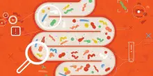 Il microbioma intestinale dirà (prima) chi è a rischio cuore da chemioterapia