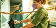 Nuovi virus (anche letali) nei pipistrelli in Cina. Gli scienziati: “Alto pericolo epidemie”