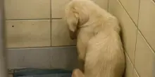 Abagurl, cane condannato all’eutanasia dopo una vita di abusi: adottato proprio quando il tempo era finito