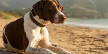 La staffetta del cuore: il bagnino Roberto, il cane Nando e il testamento del signor Giuseppe