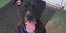 Il cane del rifugio tocca uno sconosciuto con una zampa: pochi secondi dopo accade l’incredibile