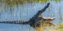 Florida, nasce l’“Alcatraz degli alligatori”: campo detenzione per migranti nelle paludi Everglades