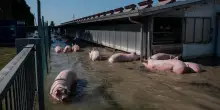 Crisi climatica e allevamenti intensivi: 15 milioni di animali morti in sei anni per eventi estremi