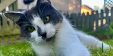 Sale sul furgone e finisce a 650 chilometri da casa: “Ora il gatto Dusty è agli arresti domiciliari”