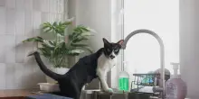 In casa si nascondono 9 situazioni molto pericolose per il tuo gatto che forse nemmeno immagini