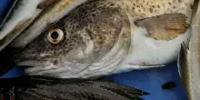 Merluzzi sempre più piccoli per colpa della pesca eccessiva