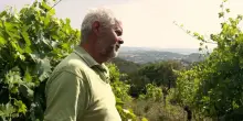 In vigna con Emilio Falcione: "Per un vino vero bisogna rispettare l’equilibrio della pianta"
