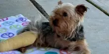 Abbandonato con una zampa amputata e una fratturata, il cane Benji sogna l’amore che non ha ricevuto