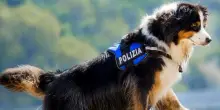 Addio a Night Spirit, il cane-eroe del Ponte Morandi: con le zampe ferite trovò sei sopravvissuti