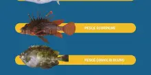 Il pesce scorpione e altre specie aliene nei nostri mari: “Attenti a quei 4!”
