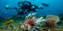 Il pesce scorpione e altre specie aliene nei nostri mari: “Attenti a quei 4!”