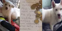 Bambino porta il suo cane Simon in rifugio per salvarlo dagli abusi del padre: “Tornerò a prenderlo”