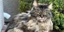 Il commovente ultimo saluto a Griz, il gatto randagio che ci ha messo 5 anni per farsi accarezzare