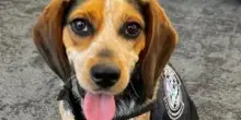 Prende a calci Freddie, il cane della dogana Usa. Turista espulso, ecco cosa nascondeva in valigia