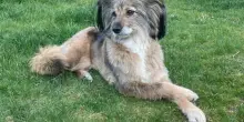 La prima notte con il cane adottato: lo guarda e capisce che qualcosa di speciale sta succedendo
