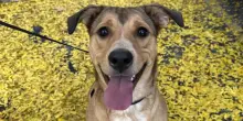 I bambini scrivono oltre 100 lettere per far adottare il cane Franny dopo quella fallita