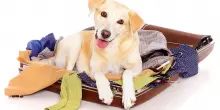 Abituare il cane a viaggiare con noi, come vivere insieme l’avventura