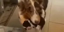 Quello che fa questa neo mamma cane ogni giorno fa impazzire la sua famiglia