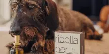 Si chiama Ribolla, ma non è un vino: ecco il profumo d’ambiente pensato per i cani