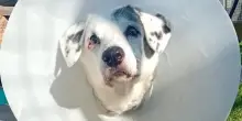 Un miracolo per “nonna Supplì”: il cane a 14 anni attende di essere salvato dal box di Roma