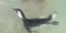 Pinguino Magellano fuori rotta nuota tra i bagnanti a Rio de Janeiro