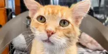 Il gatto con mezzo muso che ha sfidato la morte: la rinascita miracolosa di Spalding dopo l’inferno