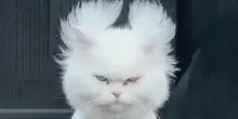 Calzy, il gatto con le orecchie “fatte di zucchero filato” a cui deve la sua salvezza