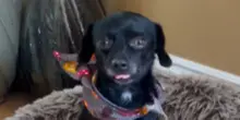 Il cane Forrest lascia finalmente il rifugio ma la sua reazione è inaspettata e spiazza tutti