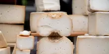 Cheese 2025: il formaggio a latte crudo racconta il mondo che lo circonda