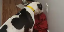 Il cane Draco si comporta in modo strano, quello che cercava di fare ha salvato tutta la famiglia