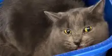 Il gatto Smokey e la realtà che i proprietari non vedono dopo l’abbandono