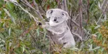 Scoperta una popolazione segreta di koala che vive a Newcastle: “290 esemplari nascosti fra gli alberi”