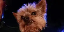 Un piccolo cane ferma di notte un’auto della polizia, solo dopo capiscono perché Lucas è un eroe