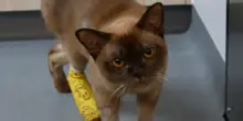 Il gatto Pablo è miracolosamente sopravvissuto a un ciclo di lavatrice da 55 minuti