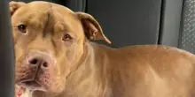 Come una sola notte con il cane Ruby ha cambiato la sua vita: “Non potevo lasciarlo andare via”
