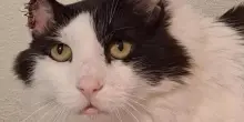 Greg, il gatto Fiv positivo: un gigante in cerca di un cuore altrettanto grande che lo adotti