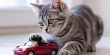 Viaggiare in auto col proprio gatto: come garantirne la sicurezza e il comfort