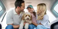 In auto con il cane: tutto quello che devi sapere per viaggiare sicuri e in regola