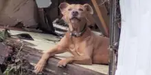 Il miracolo del cane Superman, sopravvissuto alle inondazioni in Texas aggrappandosi a dei rottami