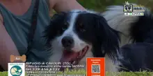 Videoadozioni Rifugio Cavour: il cane Ice cerca una famiglia che lo faccia "sciogliere"