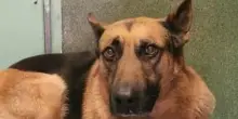 La dolorosa verità dietro all’addio di Draco, il cane americano “respinto” alla frontiera messicana
